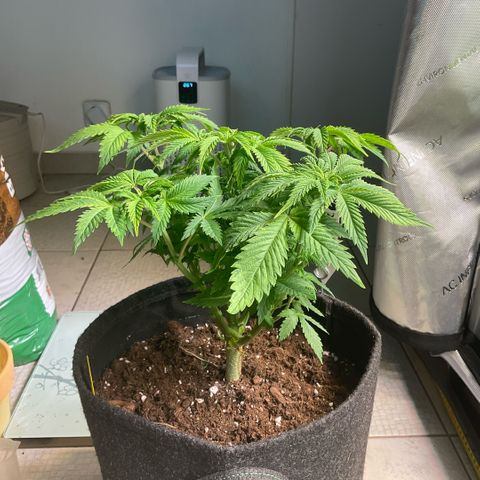 White Widow XXL #1 growlog timeline photo