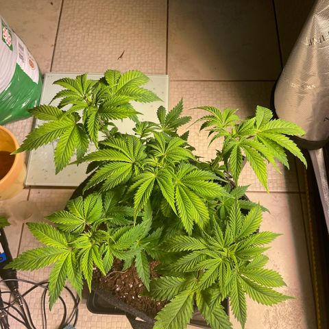 White Widow XXL #1 growlog timeline photo