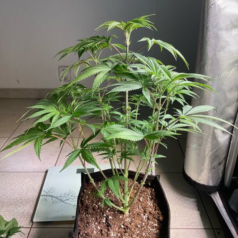 Melonade Runtz growlog timeline photo