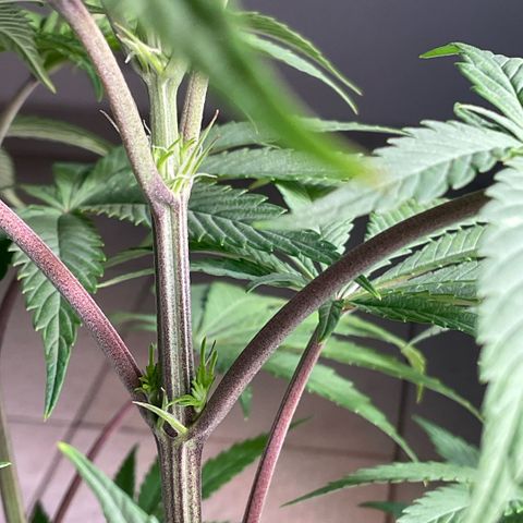 Melonade Runtz growlog timeline photo