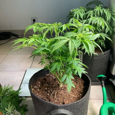 White Widow XXL #1 growlog timeline photo