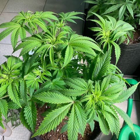 White Widow XXL #1 growlog timeline photo