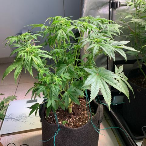 White Widow XXL #1 growlog timeline photo