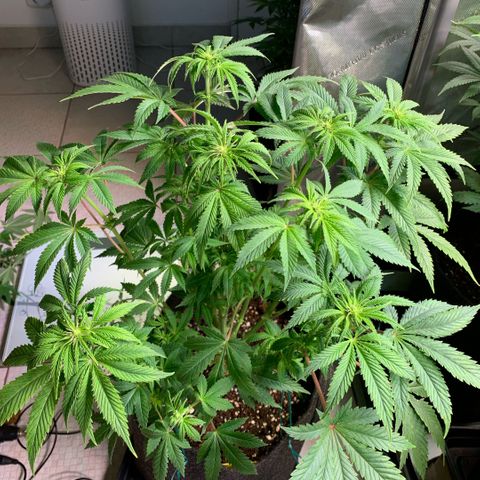 White Widow XXL #1 growlog timeline photo