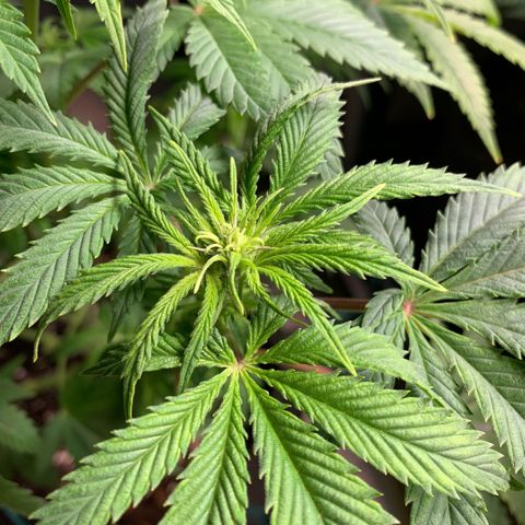 White Widow XXL #1 growlog timeline photo