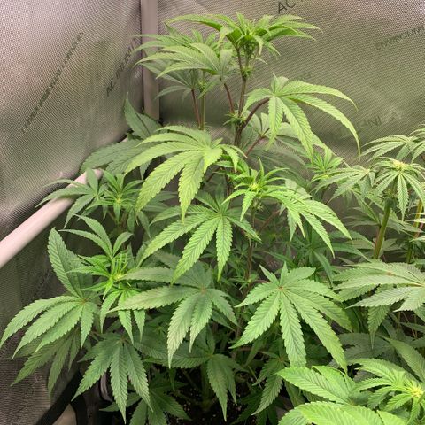 Melonade Runtz growlog timeline photo