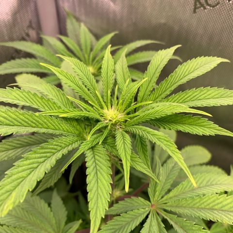 Melonade Runtz growlog timeline photo