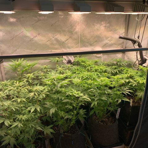 Melonade Runtz growlog timeline photo