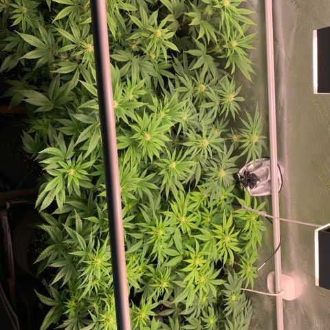 Melonade Runtz growlog timeline photo