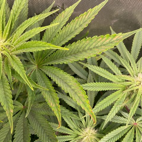 Melonade Runtz growlog timeline photo