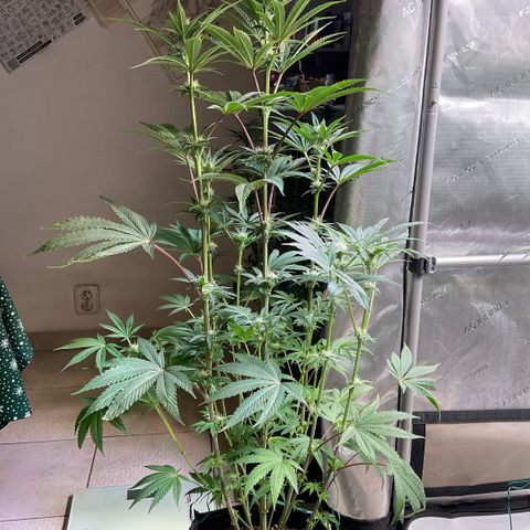 Melonade Runtz growlog timeline photo