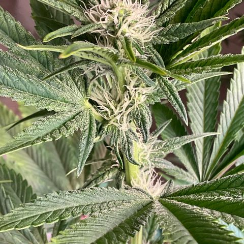 Melonade Runtz growlog timeline photo