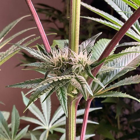 Melonade Runtz growlog timeline photo