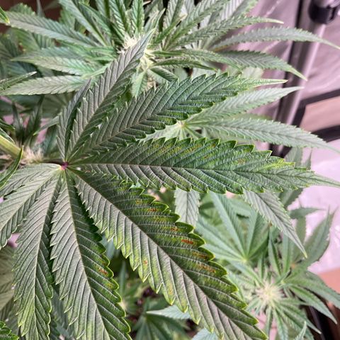 Melonade Runtz growlog timeline photo