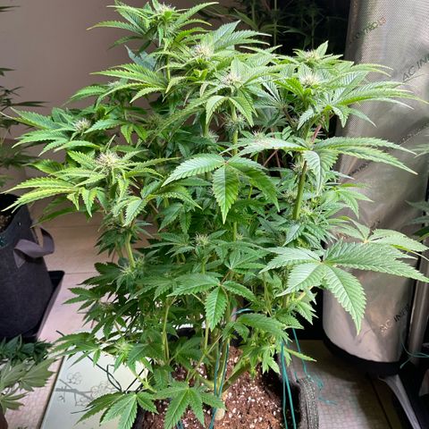 White Widow XXL #1 growlog timeline photo