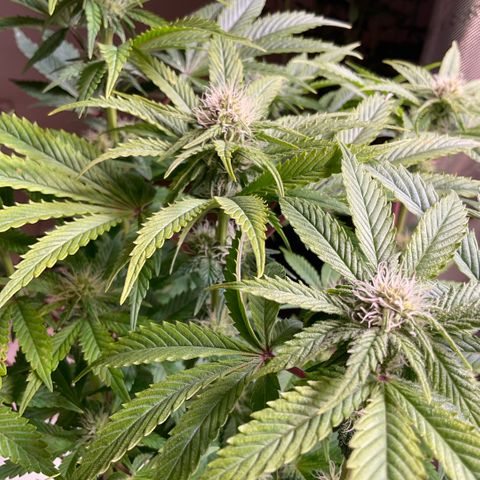 White Widow XXL #1 growlog timeline photo