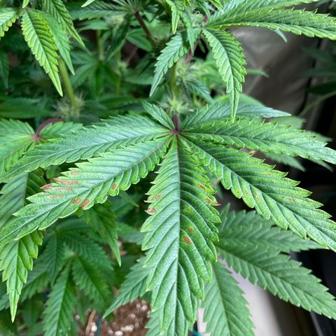 White Widow XXL #1 growlog timeline photo