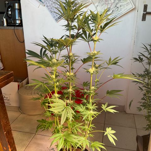 Melonade Runtz growlog timeline photo