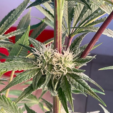 Melonade Runtz growlog timeline photo