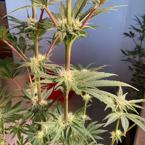 Melonade Runtz growlog timeline photo
