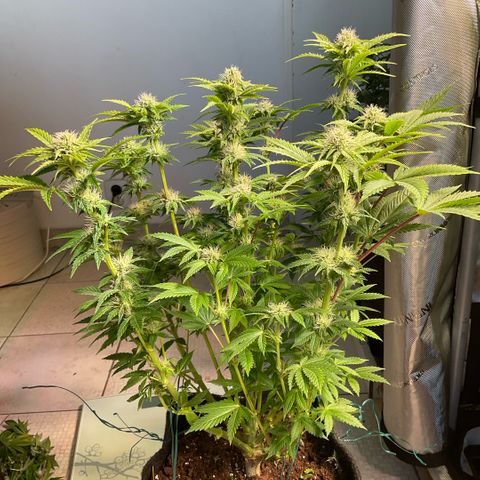 White Widow XXL #1 growlog timeline photo