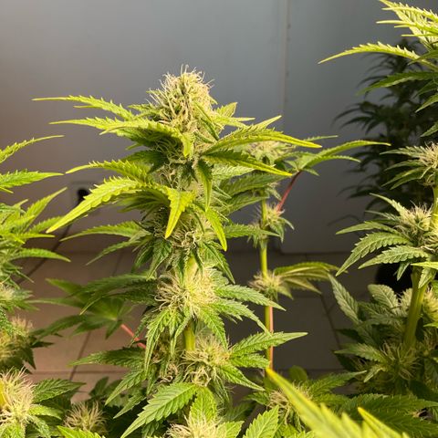 White Widow XXL #1 growlog timeline photo