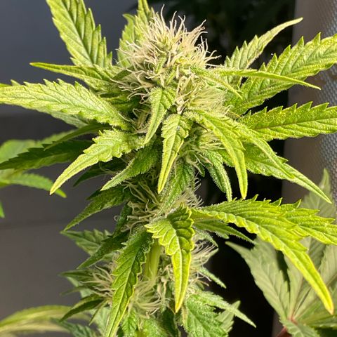 White Widow XXL #1 growlog timeline photo