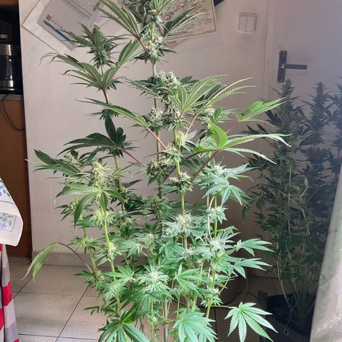Melonade Runtz growlog timeline photo