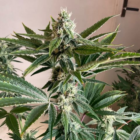 Melonade Runtz growlog timeline photo