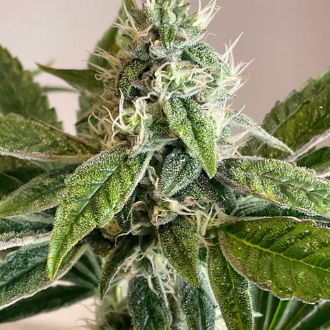 Melonade Runtz growlog timeline photo