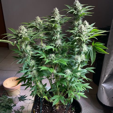 White Widow XXL #1 growlog timeline photo