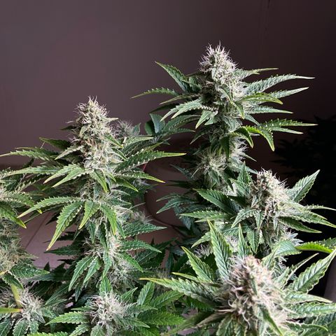 White Widow XXL #1 growlog timeline photo