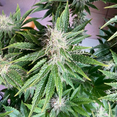 White Widow XXL #1 growlog timeline photo