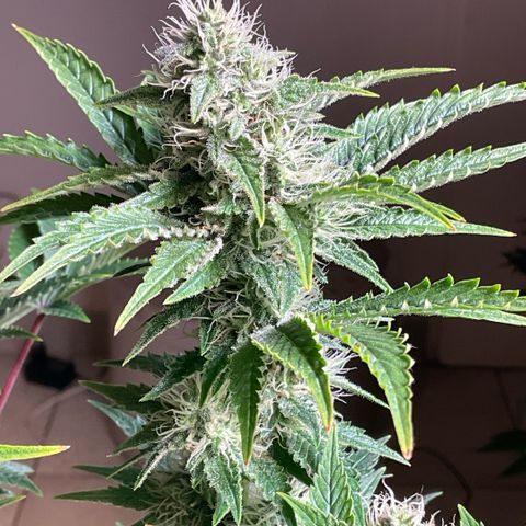 White Widow XXL #1 growlog timeline photo