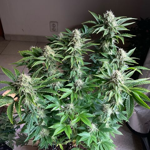 White Widow XXL #1 growlog timeline photo
