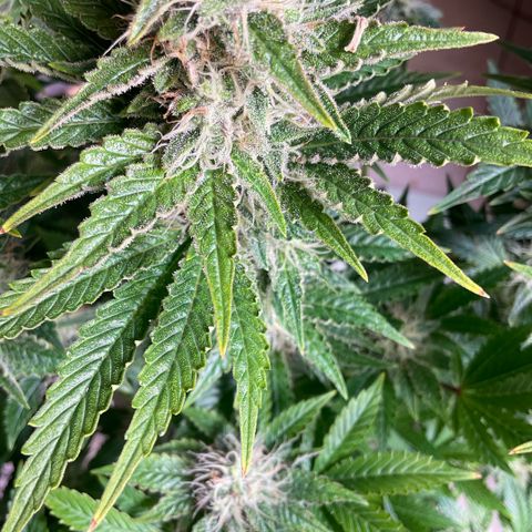 White Widow XXL #1 growlog timeline photo