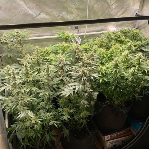 Melonade Runtz growlog timeline photo