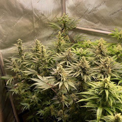 Melonade Runtz growlog timeline photo