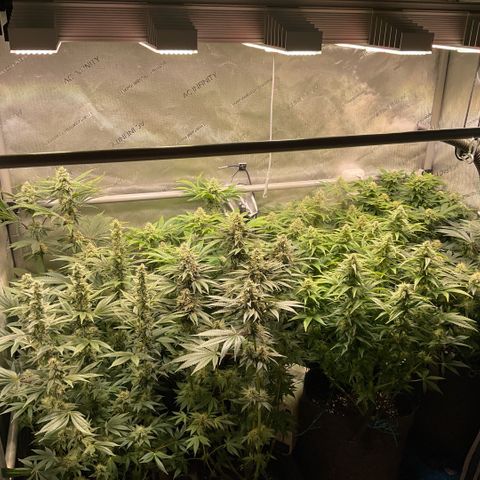 Melonade Runtz growlog timeline photo