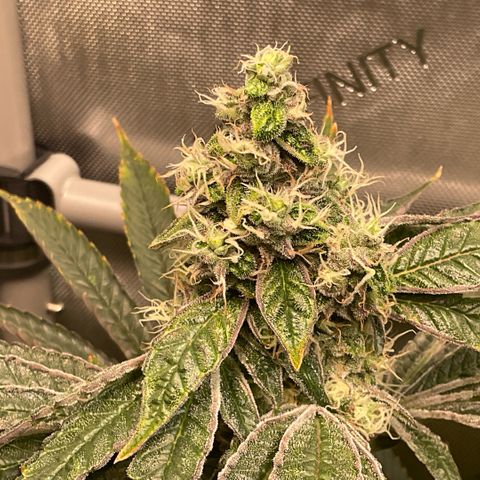 Melonade Runtz growlog timeline photo