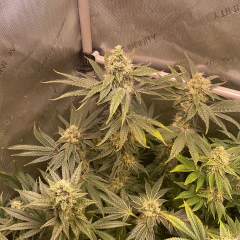 Melonade Runtz growlog timeline photo