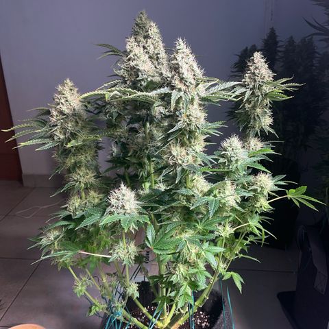 White Widow XXL #1 growlog timeline photo
