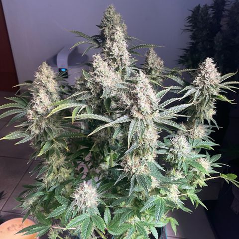 White Widow XXL #1 growlog timeline photo