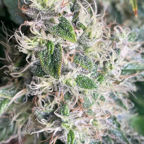 White Widow XXL #1 growlog timeline photo