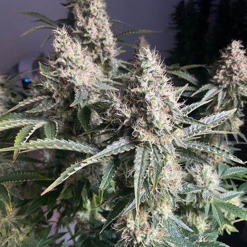 White Widow XXL #1 growlog timeline photo
