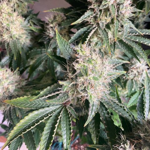 White Widow XXL #1 growlog timeline photo