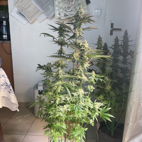 Melonade Runtz growlog timeline photo