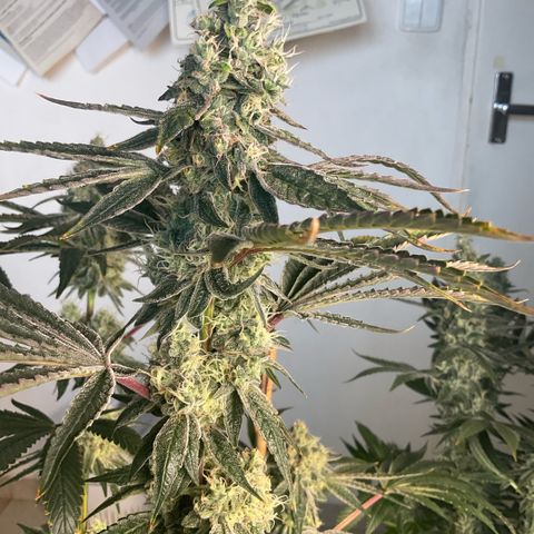 Melonade Runtz growlog timeline photo