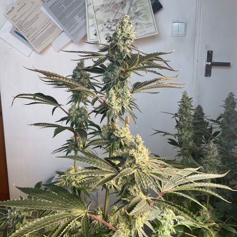 Melonade Runtz growlog timeline photo