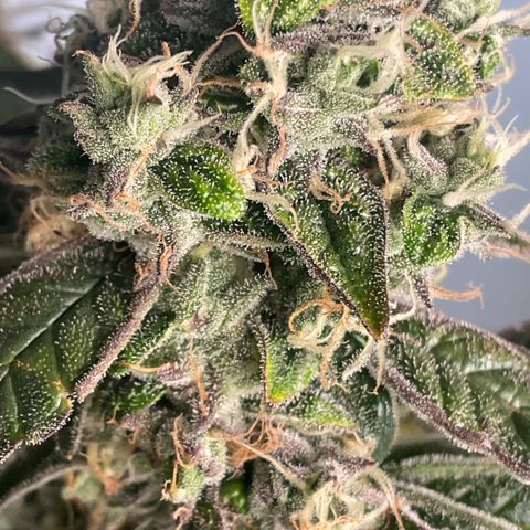 Melonade Runtz growlog timeline photo